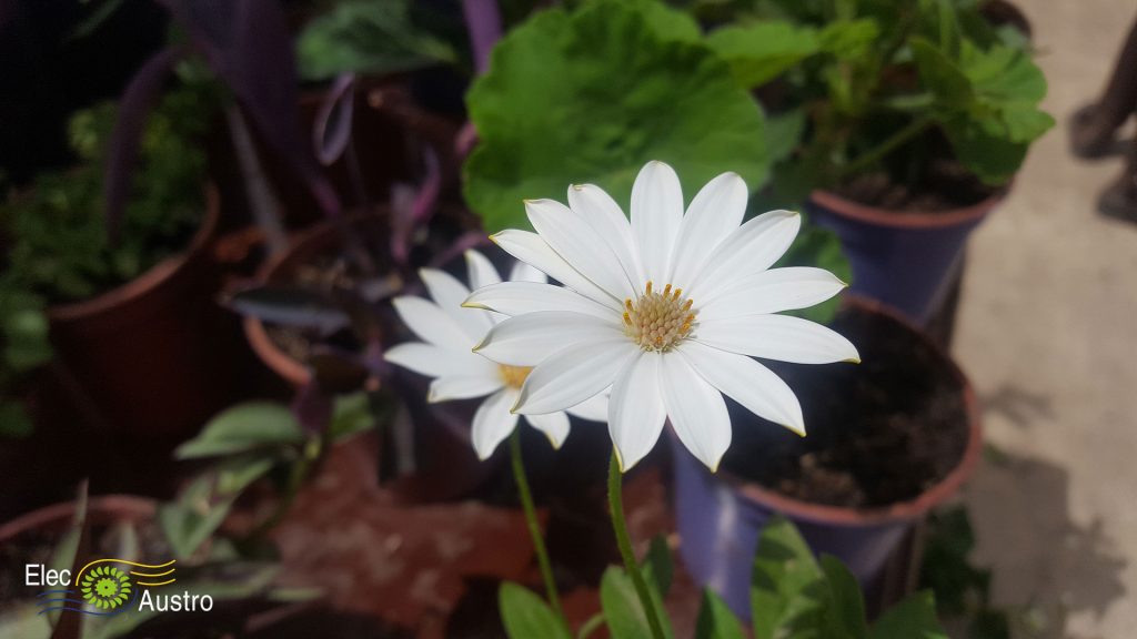 VIVERO4